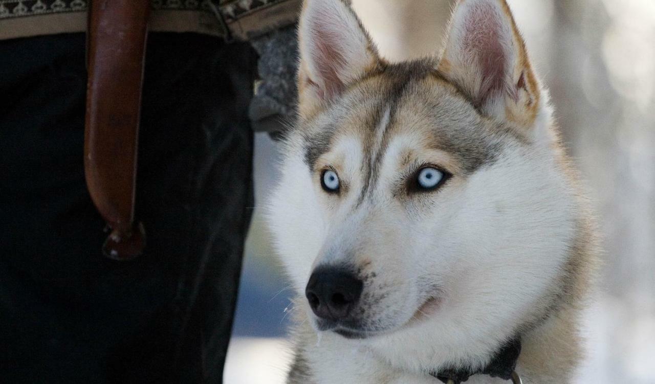 Willa Terra Ultima Rovaniemi Zewnętrze zdjęcie